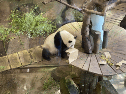 The Giant Panda `Xing Ya` in his residence at Pandasia at the Ouwehands Dierenpark zoo