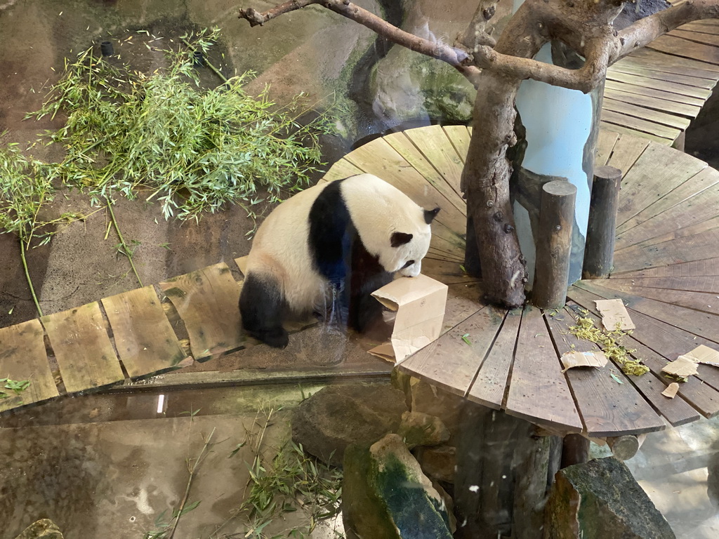 The Giant Panda `Xing Ya` in his residence at Pandasia at the Ouwehands Dierenpark zoo