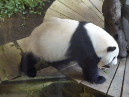 The Giant Panda `Xing Ya` in his residence at Pandasia at the Ouwehands Dierenpark zoo