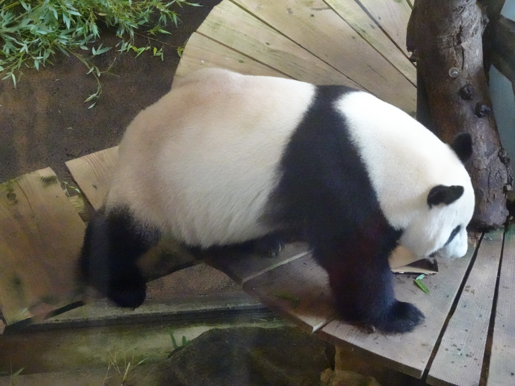 The Giant Panda `Xing Ya` in his residence at Pandasia at the Ouwehands Dierenpark zoo