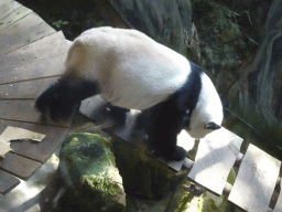 The Giant Panda `Xing Ya` in his residence at Pandasia at the Ouwehands Dierenpark zoo