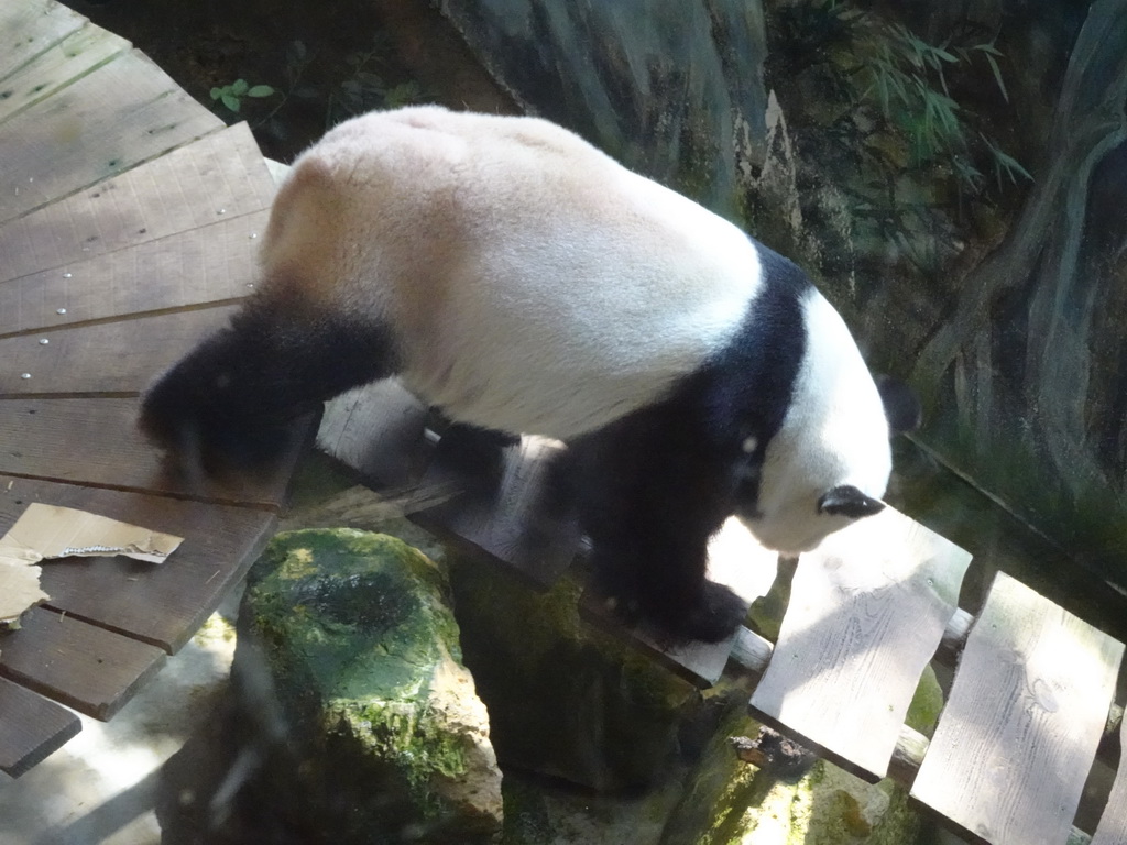 The Giant Panda `Xing Ya` in his residence at Pandasia at the Ouwehands Dierenpark zoo