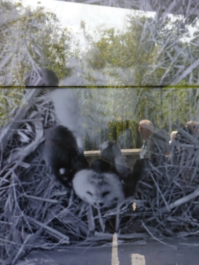 Screen with the baby Giant Panda in the small house at the residence of the Giant Panda `Wu Wen` at Pandasia at the Ouwehands Dierenpark zoo