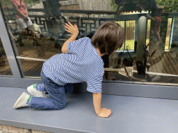 Max looking at the Giant Panda `Xing Ya` in his residence at Pandasia at the Ouwehands Dierenpark zoo