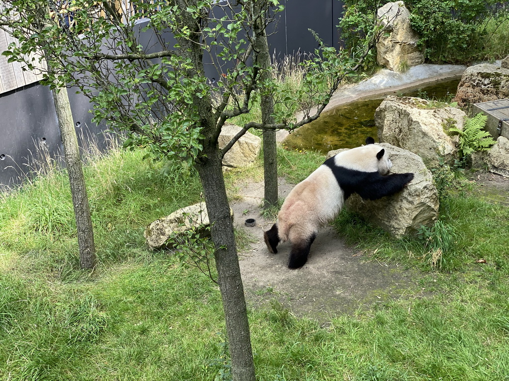 The Giant Panda `Xing Ya` at his outside residence at Pandasia at the Ouwehands Dierenpark zoo