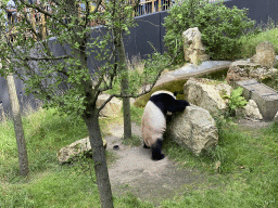 The Giant Panda `Xing Ya` at his outside residence at Pandasia at the Ouwehands Dierenpark zoo