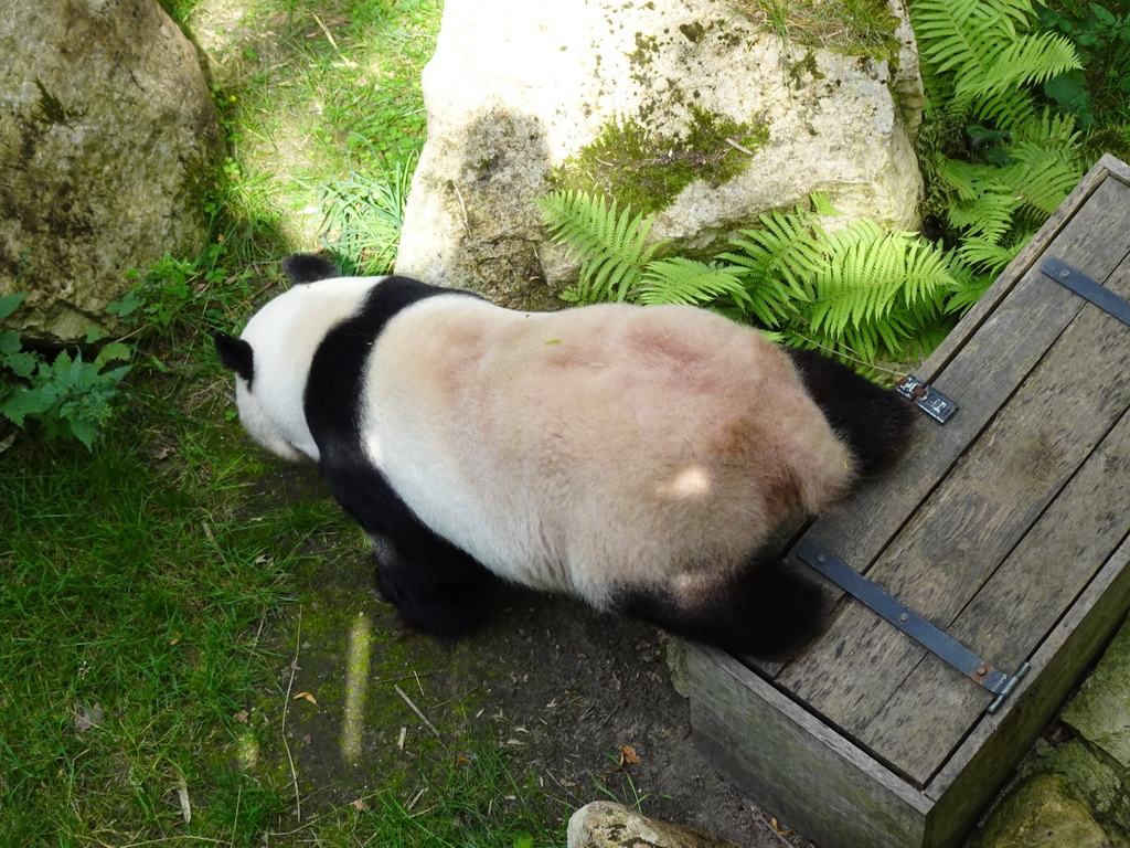 The Giant Panda `Xing Ya` at his outside residence at Pandasia at the Ouwehands Dierenpark zoo