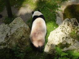 The Giant Panda `Xing Ya` at his outside residence at Pandasia at the Ouwehands Dierenpark zoo