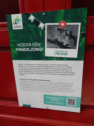 Information on the baby Giant Panda at Pandasia at the Ouwehands Dierenpark zoo