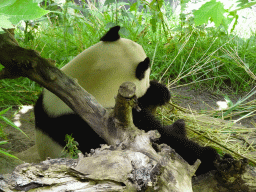 The Giant Panda `Xing Ya` eating at his outside residence at Pandasia at the Ouwehands Dierenpark zoo