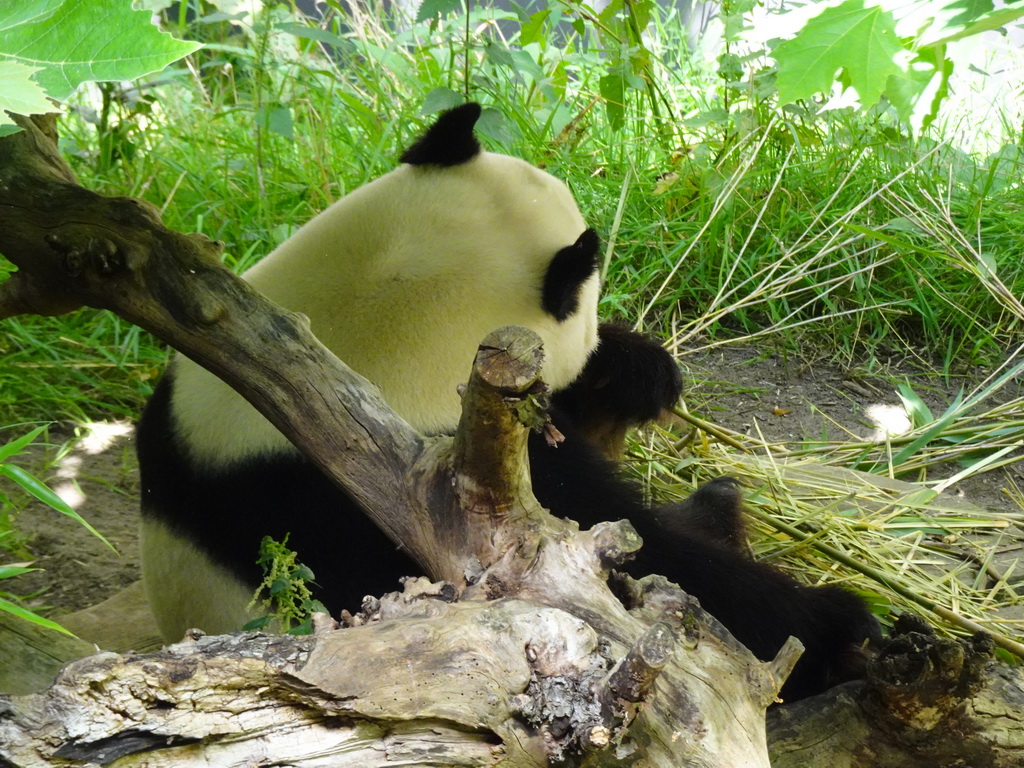 The Giant Panda `Xing Ya` eating at his outside residence at Pandasia at the Ouwehands Dierenpark zoo