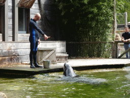 Zookeeper with a California Sea Lion at the Ouwehands Dierenpark zoo