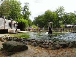 Zookeeper with a California Sea Lion at the Ouwehands Dierenpark zoo