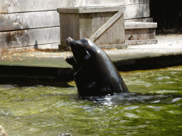 California Sea Lion at the Ouwehands Dierenpark zoo