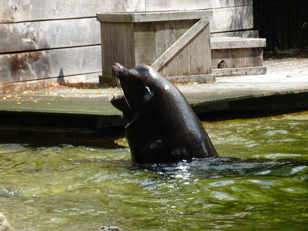 California Sea Lion at the Ouwehands Dierenpark zoo