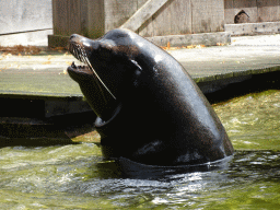 California Sea Lion at the Ouwehands Dierenpark zoo
