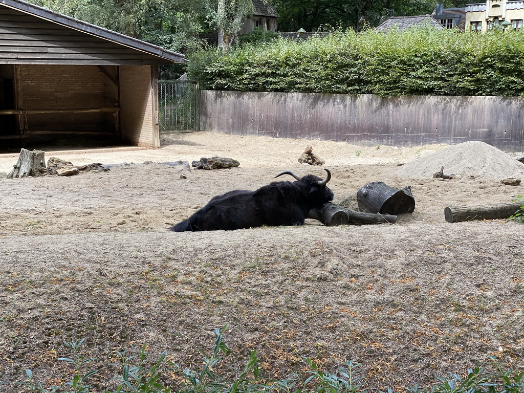 Yak at the Ouwehands Dierenpark zoo