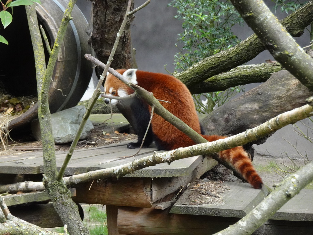 Red Panda at the Ouwehands Dierenpark zoo