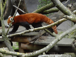 Red Panda at the Ouwehands Dierenpark zoo