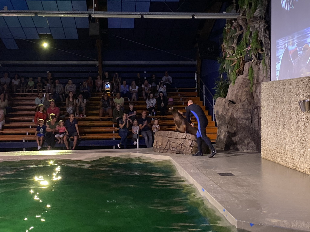 Zookeeper and a California Sea Lion at the Blue Lagoon Theatre at the Ouwehands Dierenpark zoo, during the Sea Lion show