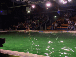 Zookeeper and a California Sea Lion at the Blue Lagoon Theatre at the Ouwehands Dierenpark zoo, during the Sea Lion show