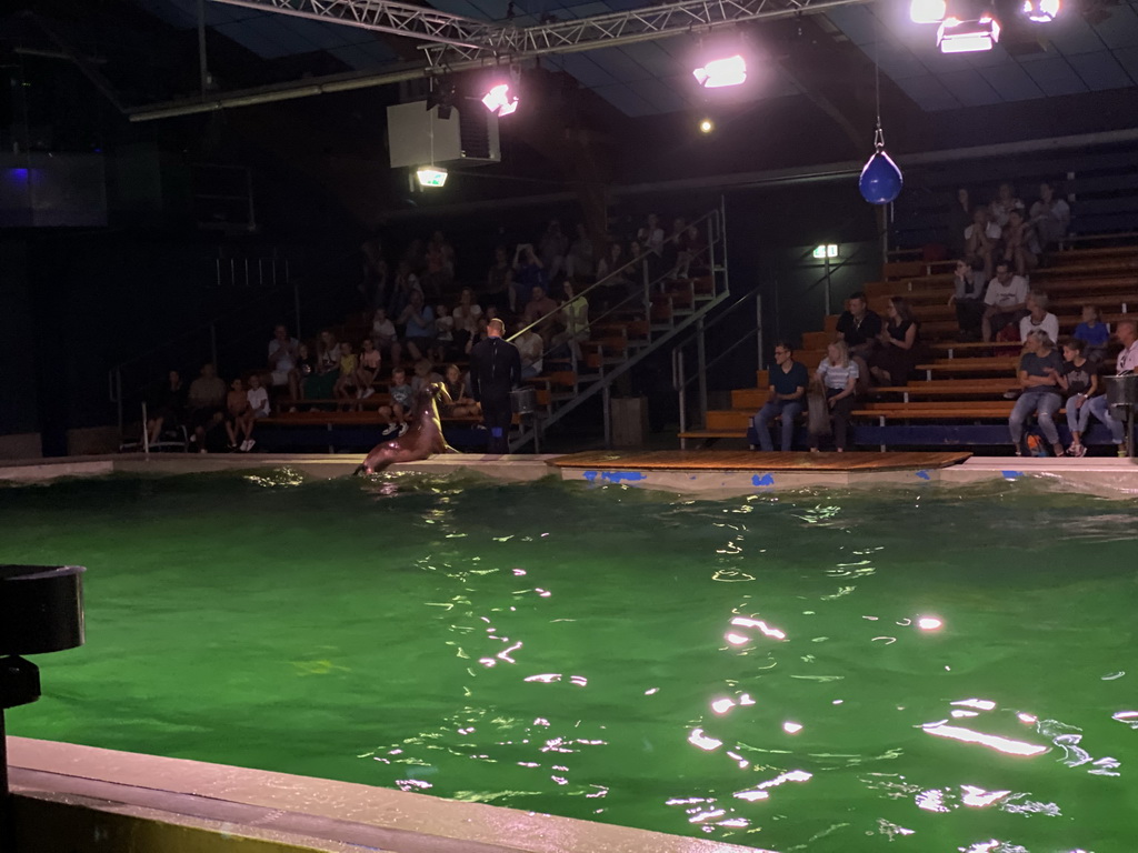 Zookeeper and a California Sea Lion at the Blue Lagoon Theatre at the Ouwehands Dierenpark zoo, during the Sea Lion show