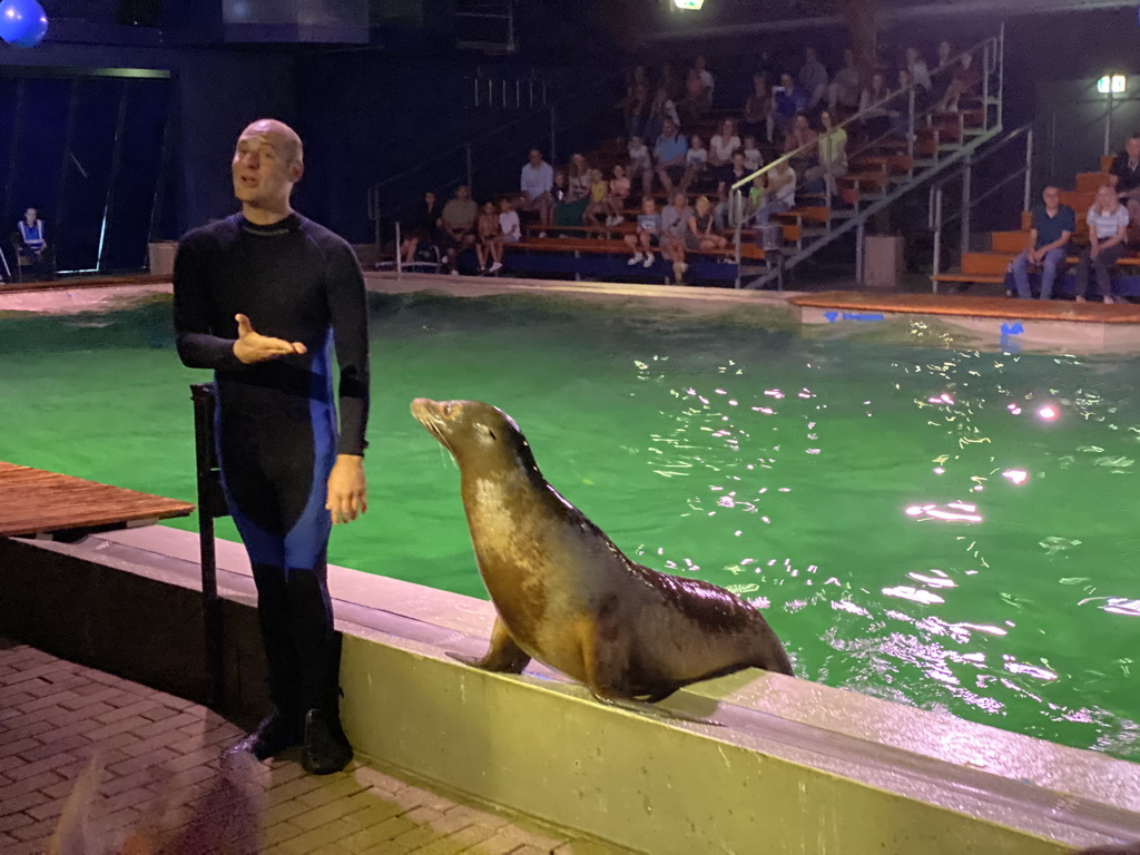 Zookeeper and a California Sea Lion at the Blue Lagoon Theatre at the Ouwehands Dierenpark zoo, during the Sea Lion show
