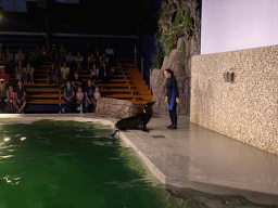 Zookeeper and a California Sea Lion at the Blue Lagoon Theatre at the Ouwehands Dierenpark zoo, during the Sea Lion show