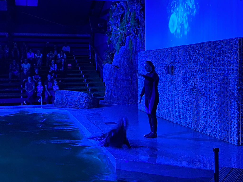 Zookeeper and a California Sea Lion at the Blue Lagoon Theatre at the Ouwehands Dierenpark zoo, during the Sea Lion show