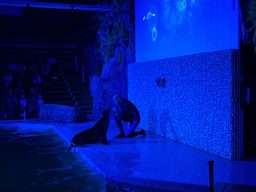 Zookeeper and a California Sea Lion at the Blue Lagoon Theatre at the Ouwehands Dierenpark zoo, during the Sea Lion show