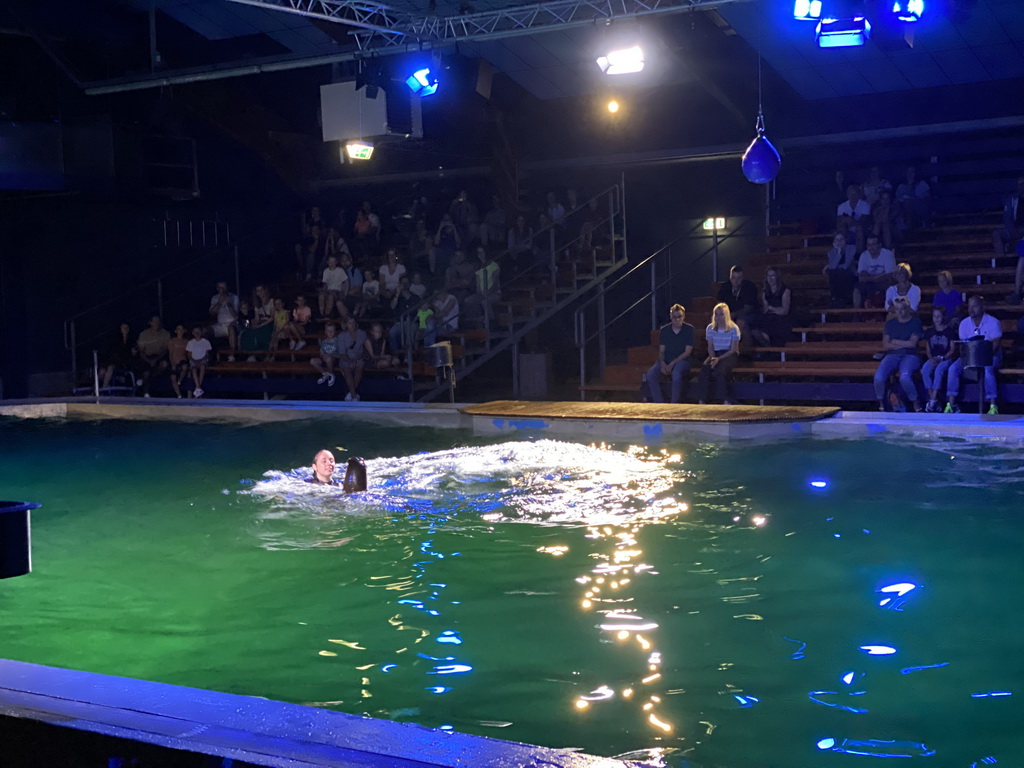 Zookeeper and a California Sea Lion at the Blue Lagoon Theatre at the Ouwehands Dierenpark zoo, during the Sea Lion show