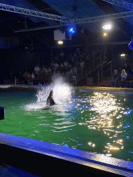 California Sea Lion splashing water at the Blue Lagoon Theatre at the Ouwehands Dierenpark zoo, during the Sea Lion show