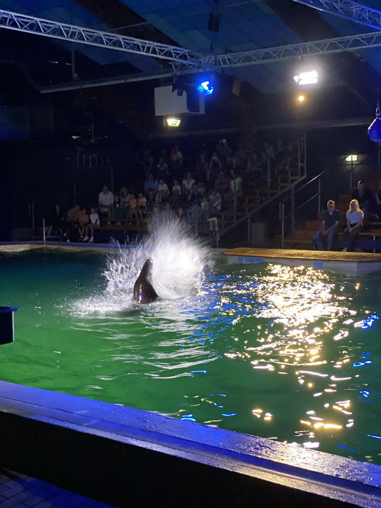 California Sea Lion splashing water at the Blue Lagoon Theatre at the Ouwehands Dierenpark zoo, during the Sea Lion show