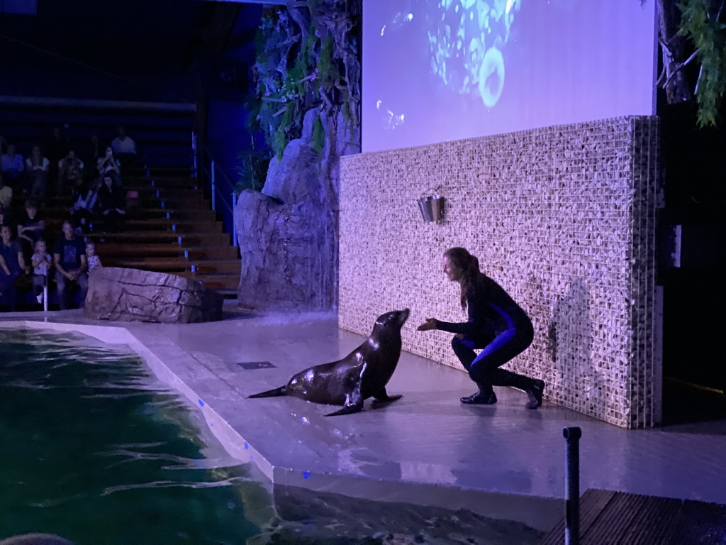 Zookeeper and a California Sea Lion at the Blue Lagoon Theatre at the Ouwehands Dierenpark zoo, during the Sea Lion show