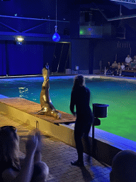 Zookeeper and a California Sea Lion at the Blue Lagoon Theatre at the Ouwehands Dierenpark zoo, during the Sea Lion show