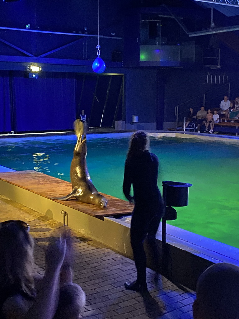 Zookeeper and a California Sea Lion at the Blue Lagoon Theatre at the Ouwehands Dierenpark zoo, during the Sea Lion show