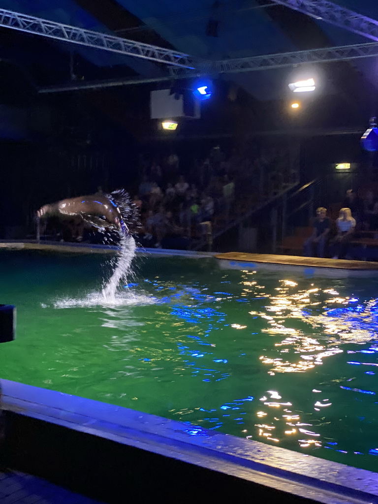California Sea Lion jumping from the water at the Blue Lagoon Theatre at the Ouwehands Dierenpark zoo, during the Sea Lion show
