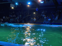 California Sea Lion at the Blue Lagoon Theatre at the Ouwehands Dierenpark zoo, during the Sea Lion show