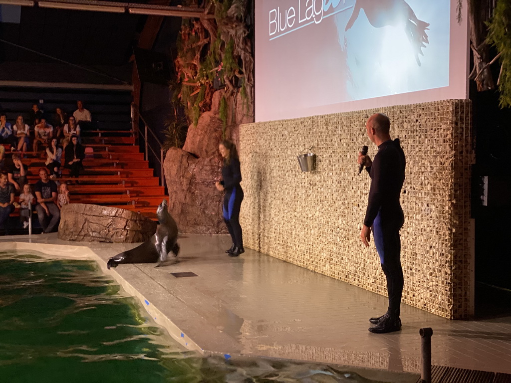 Zookeepers and a California Sea Lion at the Blue Lagoon Theatre at the Ouwehands Dierenpark zoo, during the Sea Lion show