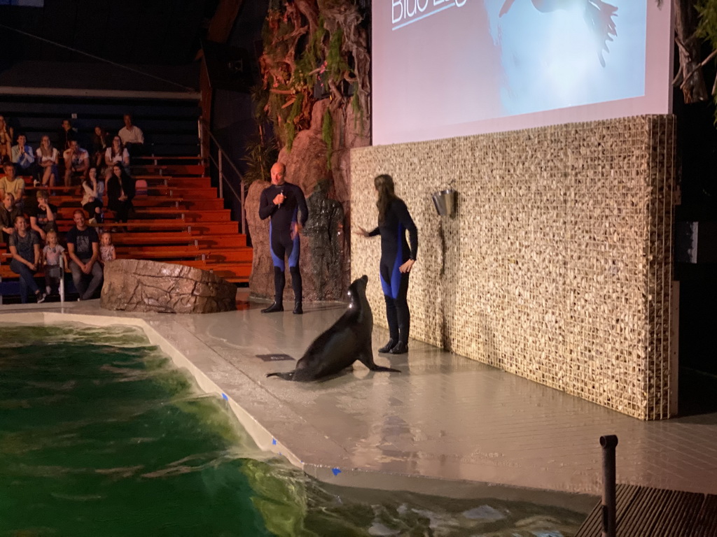 Zookeepers and a California Sea Lion at the Blue Lagoon Theatre at the Ouwehands Dierenpark zoo, during the Sea Lion show