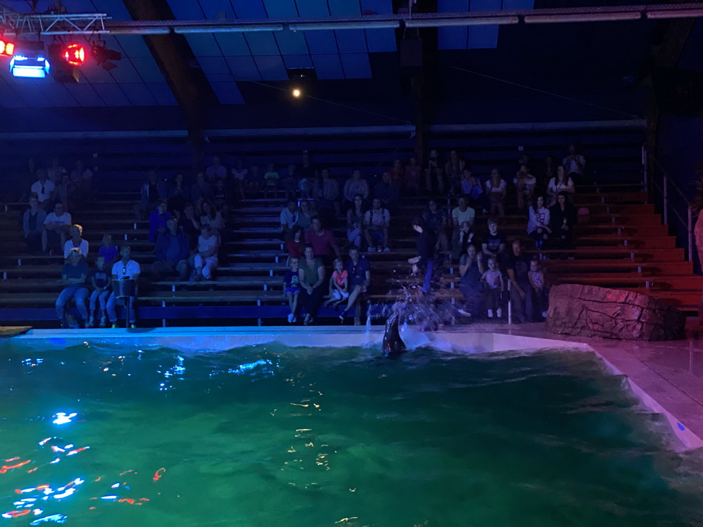 Zookeeper and a California Sea Lion splashing water at the Blue Lagoon Theatre at the Ouwehands Dierenpark zoo, during the Sea Lion show