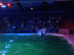 Zookeeper and a California Sea Lion splashing water at the Blue Lagoon Theatre at the Ouwehands Dierenpark zoo, during the Sea Lion show