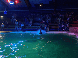 Zookeeper and a California Sea Lion splashing water at the Blue Lagoon Theatre at the Ouwehands Dierenpark zoo, during the Sea Lion show