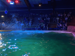 Zookeeper and a California Sea Lion splashing water at the Blue Lagoon Theatre at the Ouwehands Dierenpark zoo, during the Sea Lion show