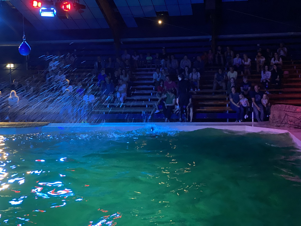 Zookeeper and a California Sea Lion splashing water at the Blue Lagoon Theatre at the Ouwehands Dierenpark zoo, during the Sea Lion show