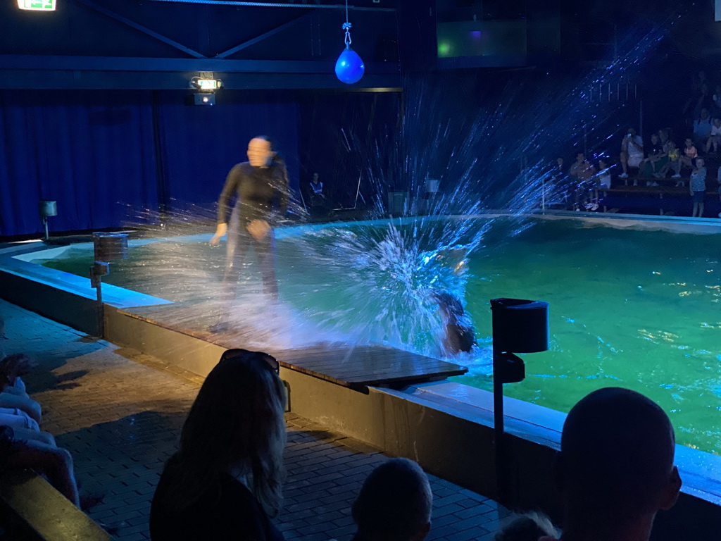 Zookeeper and a California Sea Lion splashing water at the Blue Lagoon Theatre at the Ouwehands Dierenpark zoo, during the Sea Lion show