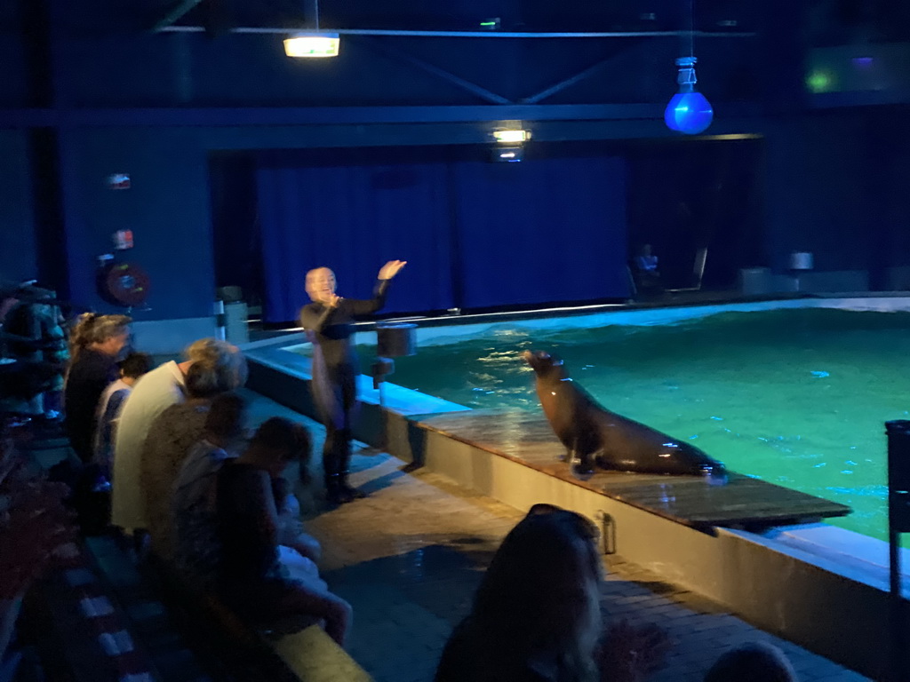 Zookeeper and a California Sea Lion at the Blue Lagoon Theatre at the Ouwehands Dierenpark zoo, during the Sea Lion show