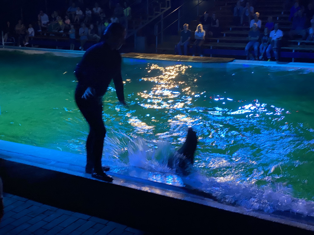 Zookeeper and a California Sea Lion splashing water at the Blue Lagoon Theatre at the Ouwehands Dierenpark zoo, during the Sea Lion show