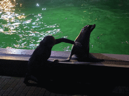 Zookeeper and a California Sea Lion at the Blue Lagoon Theatre at the Ouwehands Dierenpark zoo, during the Sea Lion show