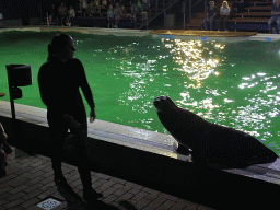 Zookeeper and a California Sea Lion at the Blue Lagoon Theatre at the Ouwehands Dierenpark zoo, during the Sea Lion show